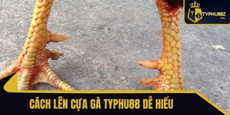 cách lên cựa gà typhu88