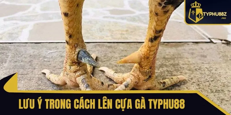 cách lên cựa gà typhu88