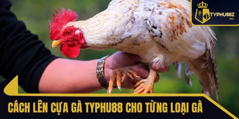 cách lên cựa gà typhu88