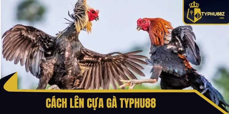 cách lên cựa gà typhu88