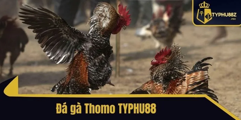 đá gà thomo typhu88
