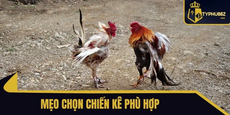 các loại vảy gà typhu88