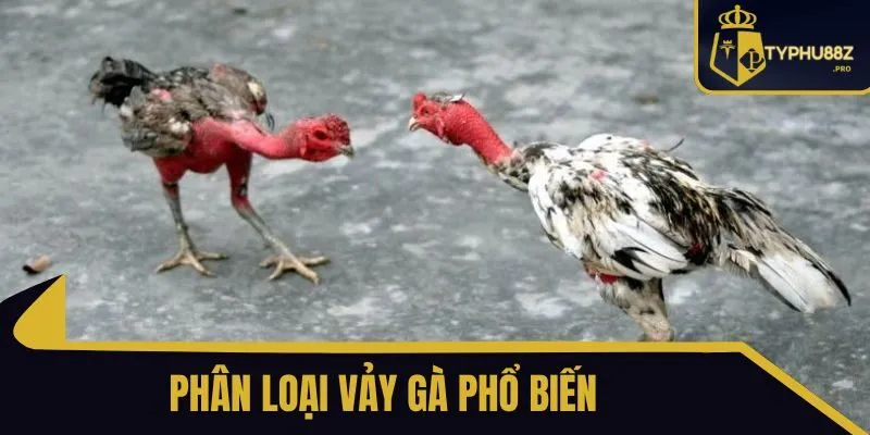 các loại vảy gà typhu88
